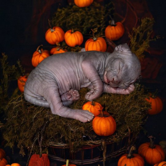 chaton Sphynx Chatterie Des Joyaux d’Égypte