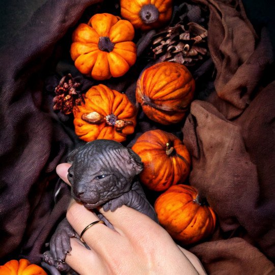 chaton Sphynx U’Neyo Chatterie Des Joyaux d’Égypte