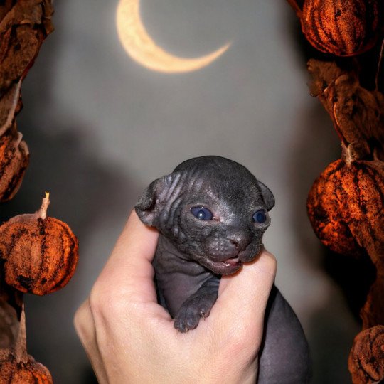 chaton Sphynx U’Neyo Chatterie Des Joyaux d’Égypte