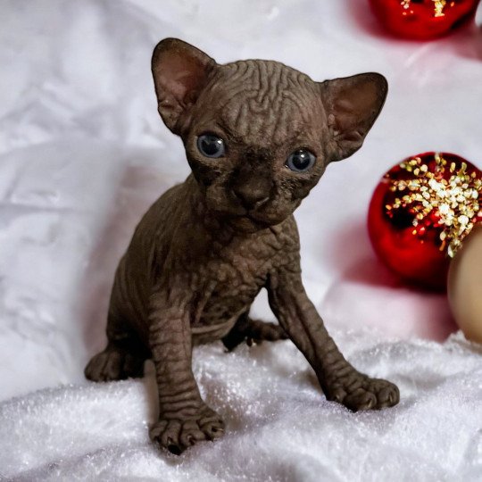chaton Sphynx U’Neyo Chatterie Des Joyaux d’Égypte