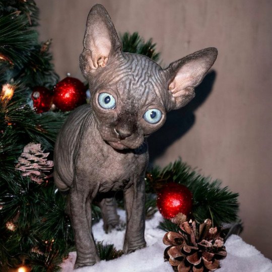 chaton Sphynx U’Neyo Chatterie Des Joyaux d’Égypte
