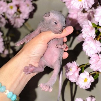 chaton Sphynx blue Wonda Chatterie Des Joyaux d’Égypte chaton Sphynx blue Wonda Chatterie Des Joyaux d’Égypte