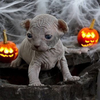 chaton Sphynx blue Wonda Chatterie Des Joyaux d’Égypte chaton Sphynx blue Wonda Chatterie Des Joyaux d’Égypte