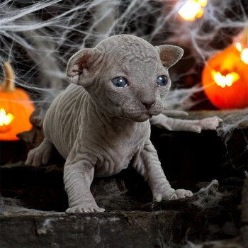chaton Sphynx blue Wonda Chatterie Des Joyaux d’Égypte chaton Sphynx blue Wonda Chatterie Des Joyaux d’Égypte