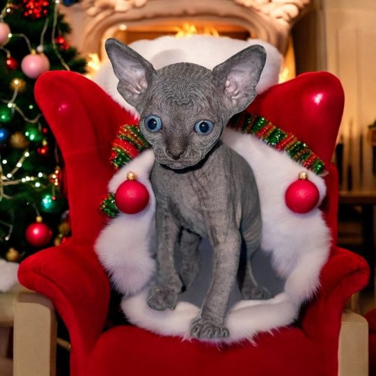 chaton Sphynx blue Wonda Chatterie Des Joyaux d’Égypte