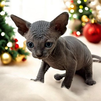 chaton Sphynx blue Wonda Chatterie Des Joyaux d’Égypte chaton Sphynx blue Wonda Chatterie Des Joyaux d’Égypte