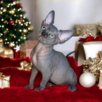 chaton Sphynx blue Wonda Chatterie Des Joyaux d’Égypte chaton Sphynx blue Wonda Chatterie Des Joyaux d’Égypte
