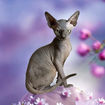 chaton Sphynx blue Wonda Chatterie Des Joyaux d’Égypte chaton Sphynx blue Wonda Chatterie Des Joyaux d’Égypte