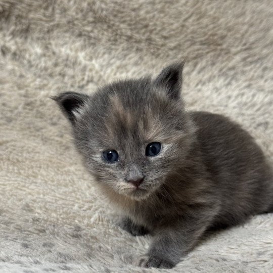 chaton Maine coon lilac tortie Chatterie Des Joyaux d’Égypte