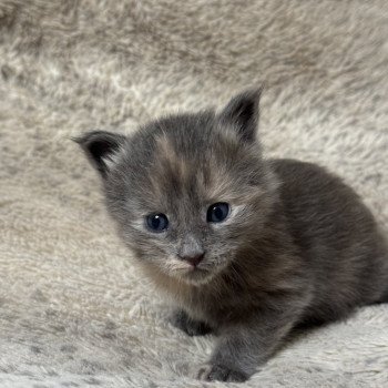 chaton Maine coon lilac tortie Chatterie Des Joyaux d’Égypte chaton Maine coon lilac tortie Chatterie Des Joyaux d’Égypte
