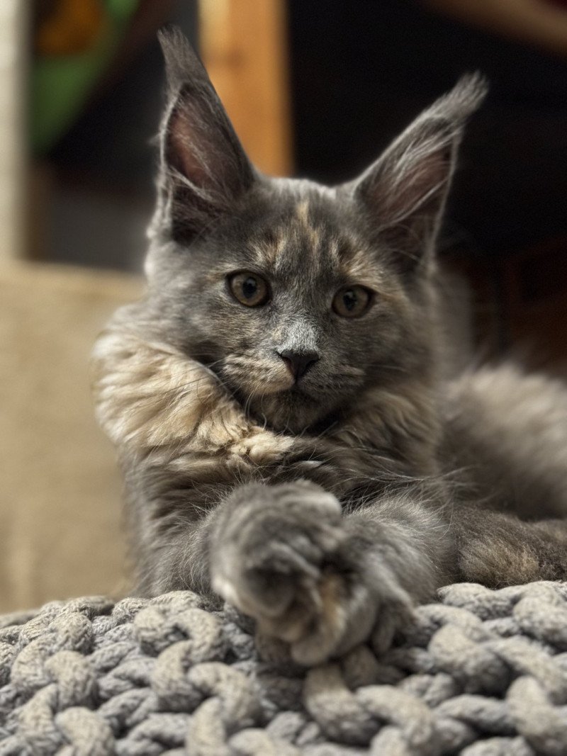 Winah Des joyaux d’Égypte Femelle Maine coon