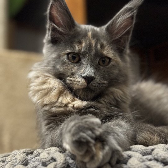 chaton Maine coon blue tortie Winah Chatterie Des Joyaux d’Égypte