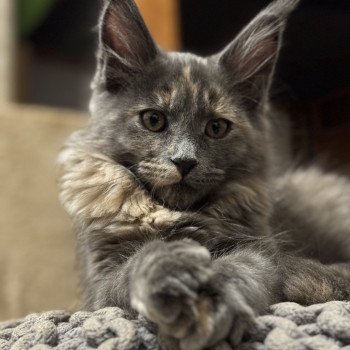 chaton Maine coon blue tortie Winah Chatterie Des Joyaux d’Égypte chaton Maine coon blue tortie Winah Chatterie Des Joyaux d’Égypte