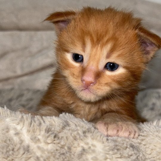 chaton Maine coon polydactyle red Chatterie Des Joyaux d’Égypte