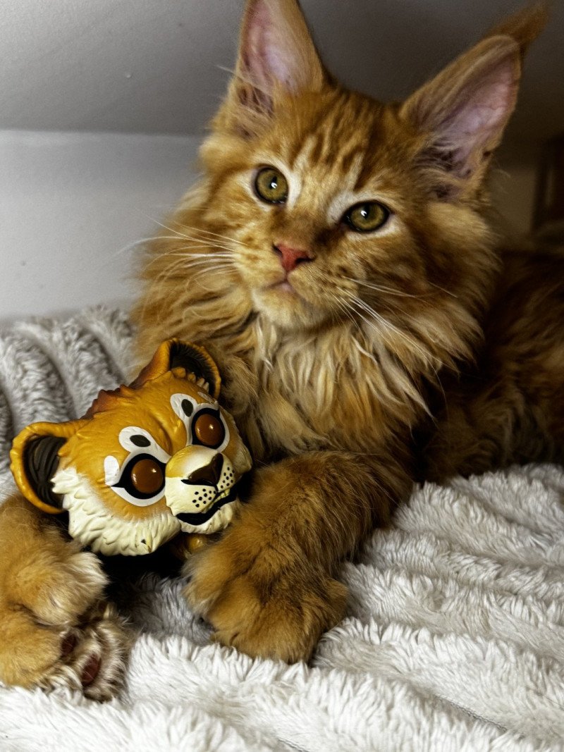 Wolfy Des joyaux d’Égypte Mâle Maine coon polydactyle