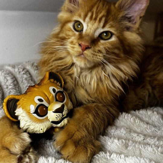 Wolfy Des joyaux d’Égypte Mâle Maine coon polydactyle
