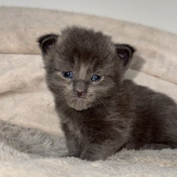 chaton Maine coon blue Chatterie Des Joyaux d’Égypte chaton Maine coon blue Chatterie Des Joyaux d’Égypte