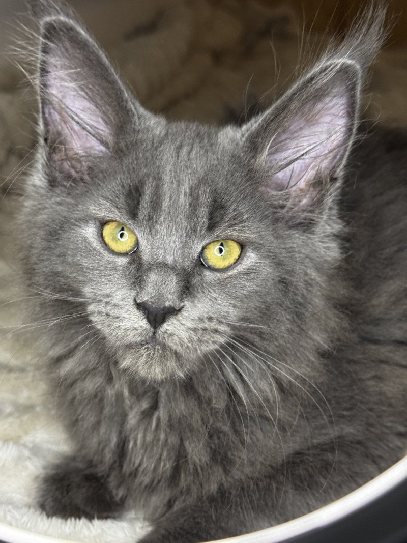 Woogly Des joyaux d’Égypte Mâle Maine coon