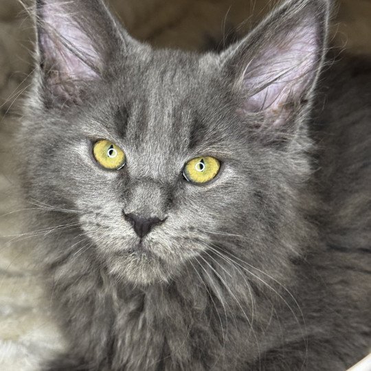 Woogly Des joyaux d’Égypte Mâle Maine coon