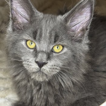 chaton Maine coon blue Woogly Chatterie Des Joyaux d’Égypte chaton Maine coon blue Woogly Chatterie Des Joyaux d’Égypte