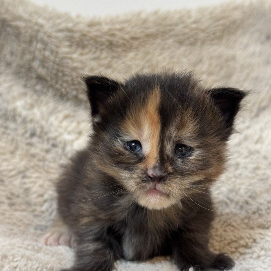 chaton Maine coon polydactyle black tortie Chatterie Des Joyaux d’Égypte