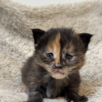 chaton Maine coon polydactyle black tortie Chatterie Des Joyaux d’Égypte chaton Maine coon polydactyle black tortie Chatterie Des Joyaux d’Égypte