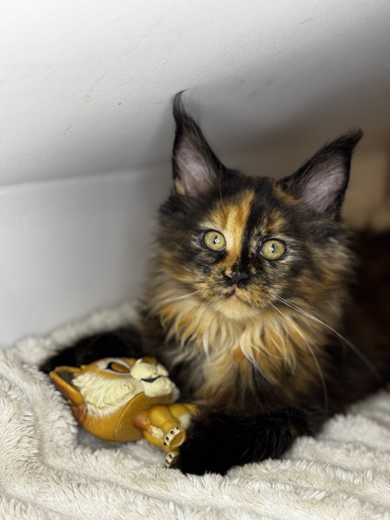 Vaïana Des joyaux d’Égypte Femelle Maine coon polydactyle