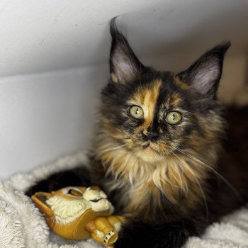 chaton Maine coon polydactyle black tortie Vaïana Chatterie Des Joyaux d’Égypte chaton Maine coon polydactyle black tortie Vaïana Chatterie Des Joyaux d’Égypte