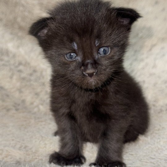 chaton Maine coon polydactyle black Chatterie Des Joyaux d’Égypte