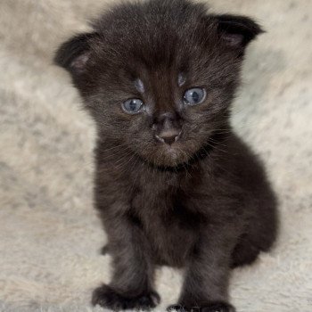 chaton Maine coon polydactyle black Chatterie Des Joyaux d’Égypte chaton Maine coon polydactyle black Chatterie Des Joyaux d’Égypte