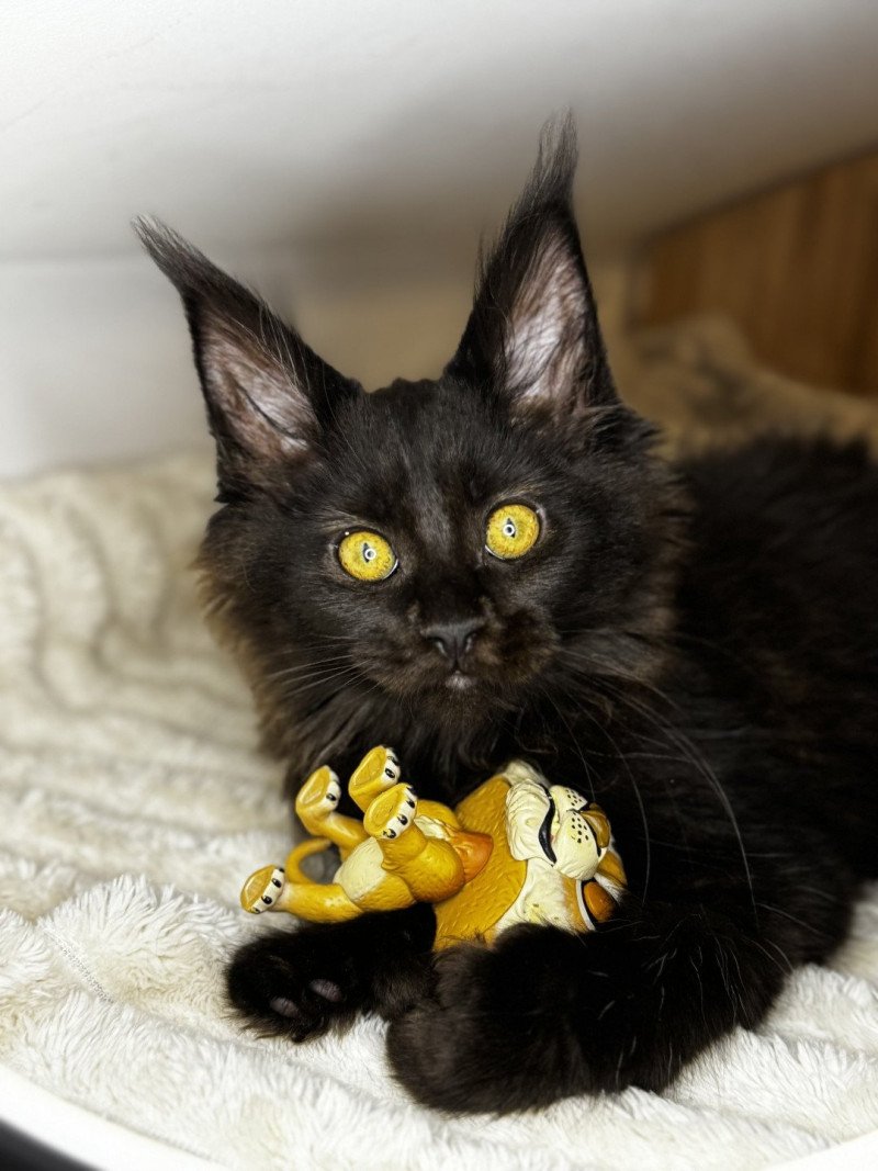 Willow Des joyaux d’Égypte Femelle Maine coon polydactyle