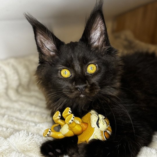 Willow Des joyaux d’Égypte Femelle Maine coon polydactyle