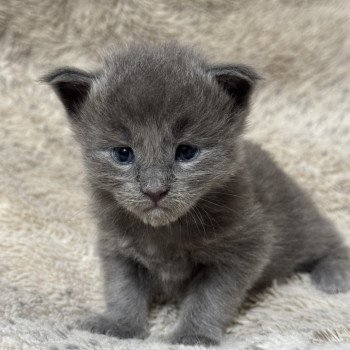 chaton Maine coon blue Chatterie Des Joyaux d’Égypte chaton Maine coon blue Chatterie Des Joyaux d’Égypte