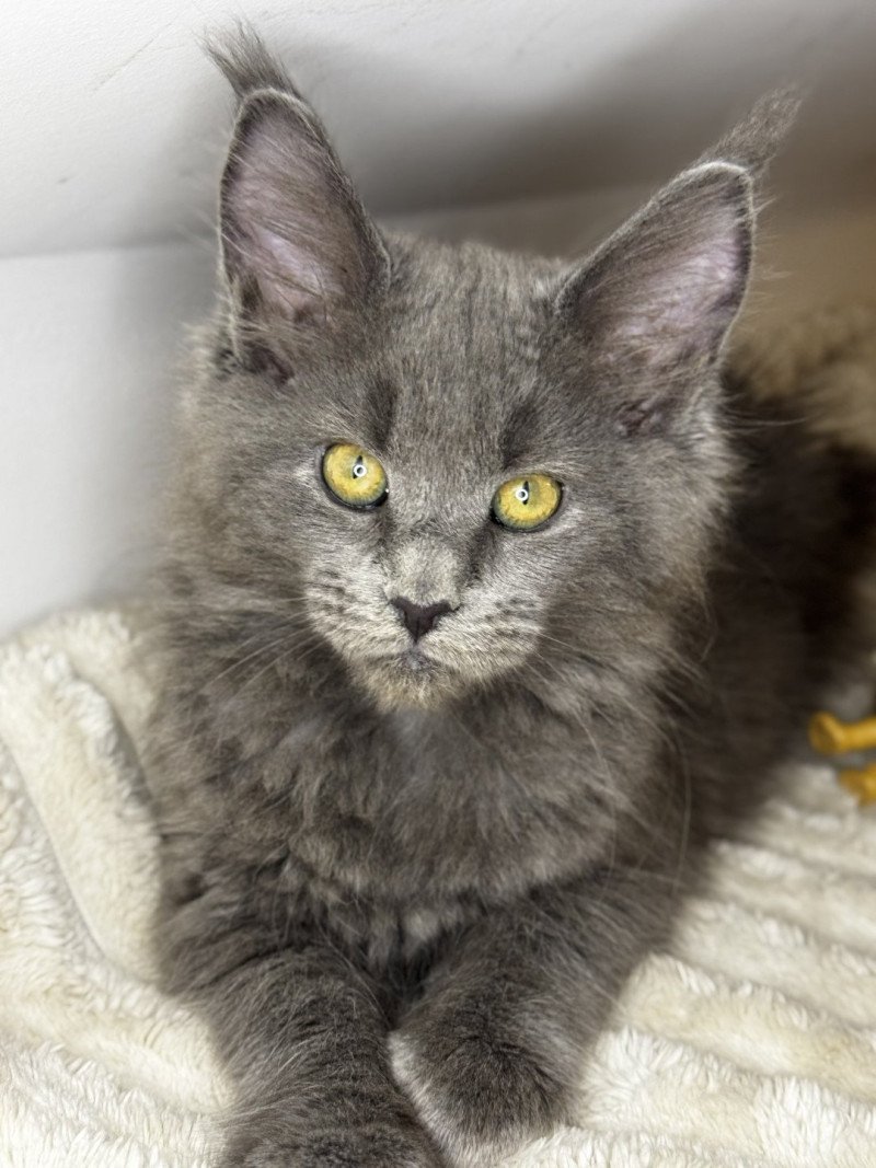 Willow Des joyaux d’Égypte Femelle Maine coon