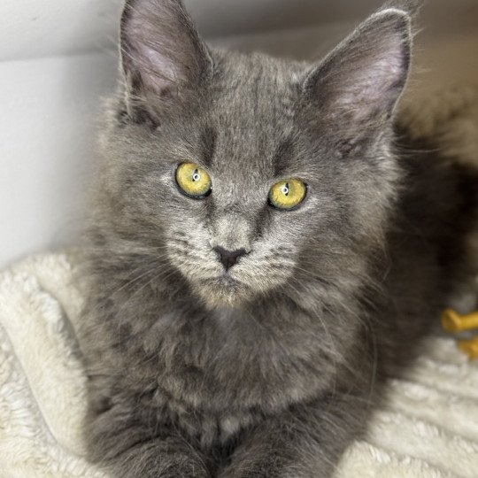 Willow Des joyaux d’Égypte Femelle Maine coon