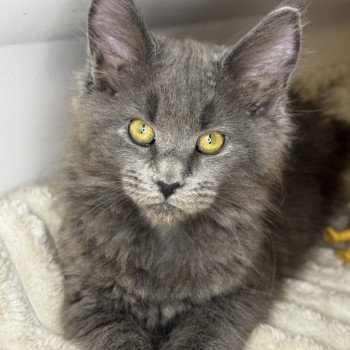 chaton Maine coon blue Willow Chatterie Des Joyaux d’Égypte chaton Maine coon blue Willow Chatterie Des Joyaux d’Égypte
