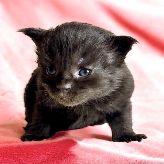 chaton Maine coon black Yooka Chatterie Des Joyaux d’Égypte