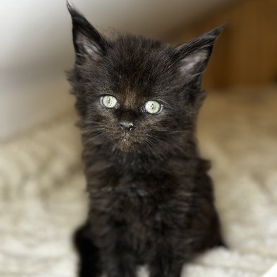 chaton Maine coon black YOOKA Chatterie Des Joyaux d’Égypte