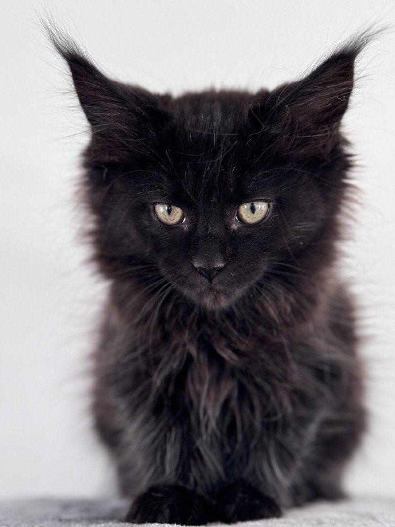 YOOKA Des joyaux d’Égypte Femelle Maine coon