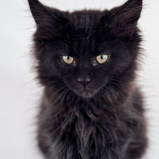 chaton Maine coon black YOOKA Chatterie Des Joyaux d’Égypte