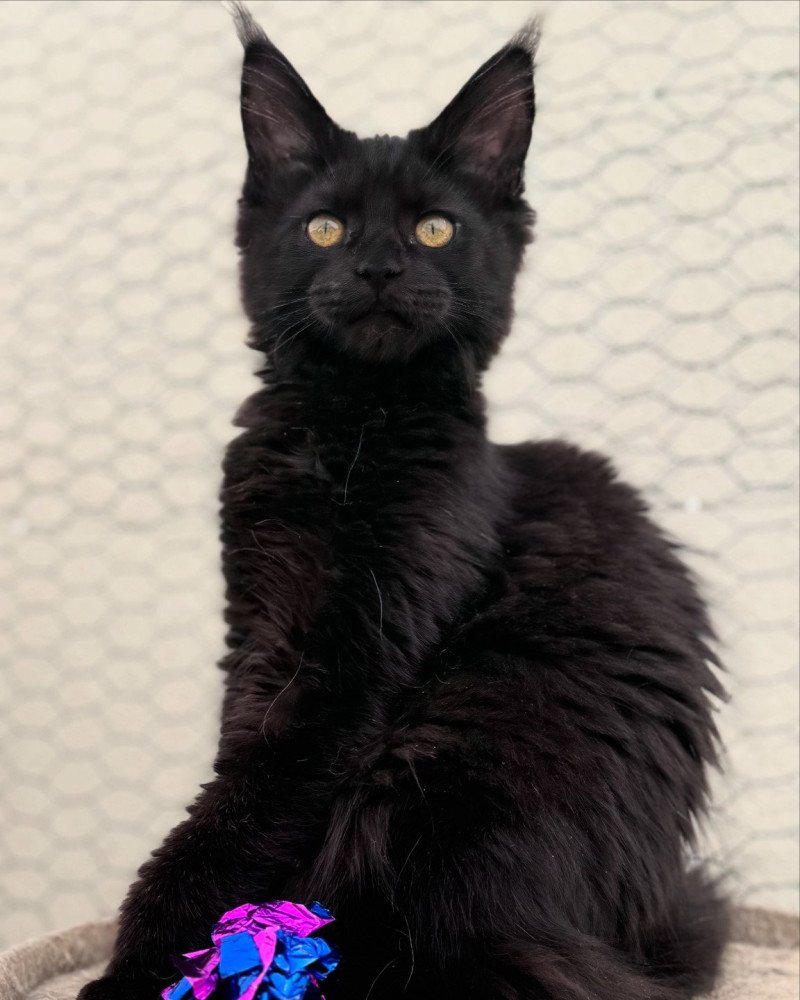 YOOKA Des joyaux d’Égypte Femelle Maine coon
