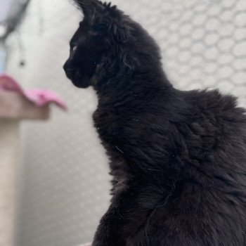 chaton Maine coon black YOOKA Chatterie Des Joyaux d’Égypte chaton Maine coon black YOOKA Chatterie Des Joyaux d’Égypte