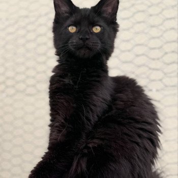 chaton Maine coon black YOOKA Chatterie Des Joyaux d’Égypte chaton Maine coon black YOOKA Chatterie Des Joyaux d’Égypte