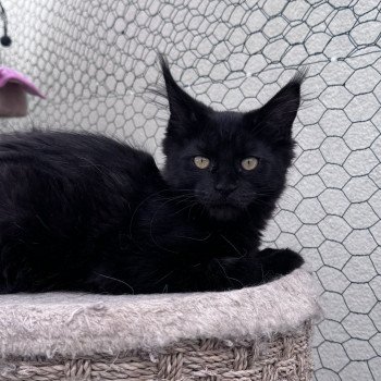 chaton Maine coon black YOOKA Chatterie Des Joyaux d’Égypte chaton Maine coon black YOOKA Chatterie Des Joyaux d’Égypte