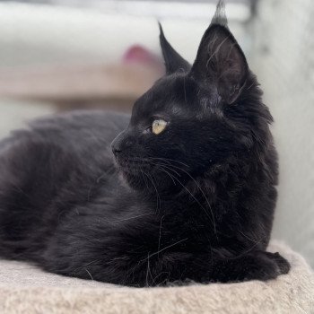 chaton Maine coon black YOOKA Chatterie Des Joyaux d’Égypte chaton Maine coon black YOOKA Chatterie Des Joyaux d’Égypte