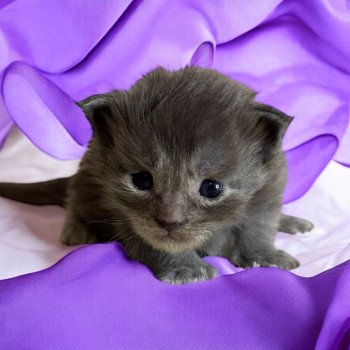 chaton Maine coon blue Zoly Chatterie Des Joyaux d’Égypte