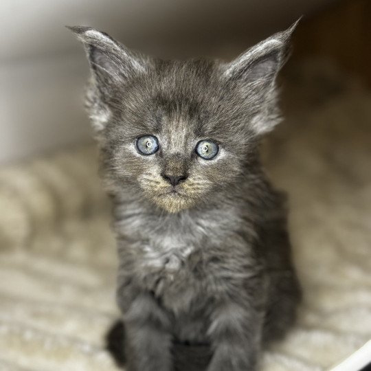 chaton Maine coon blue ZOLY Chatterie Des Joyaux d’Égypte