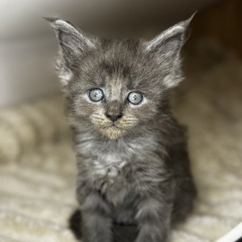 chaton Maine coon blue ZOLY Chatterie Des Joyaux d’Égypte