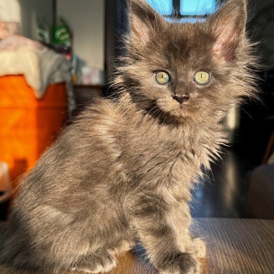 chaton Maine coon blue ZOLY Chatterie Des Joyaux d’Égypte