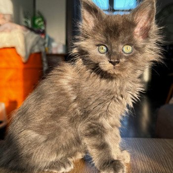 chaton Maine coon blue ZOLY Chatterie Des Joyaux d’Égypte